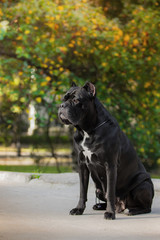 dog on nature autumn breed Cane Corso