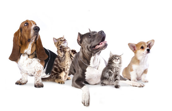 Group of dogs and kitens  sitting in front of a white background