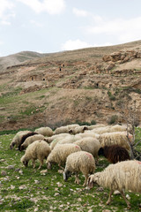 Sheep