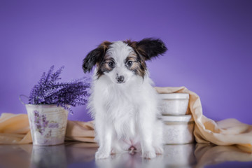 cute puppy of breed papillon