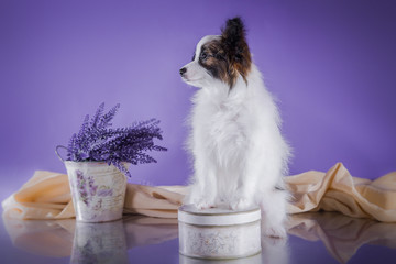 cute puppy of breed papillon