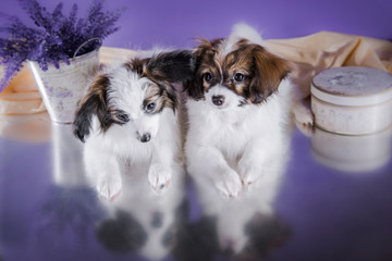 cute puppy of breed papillon