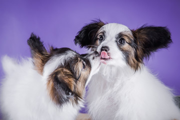 cute puppy of breed papillon