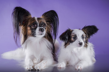 cute puppy of breed papillon