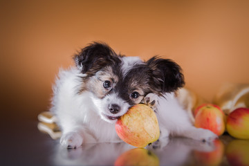 cute puppy of breed papillon