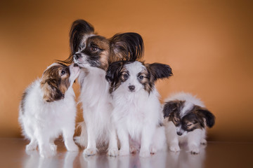 cute puppy of breed papillon