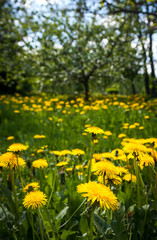 Obraz premium yellow dandelions