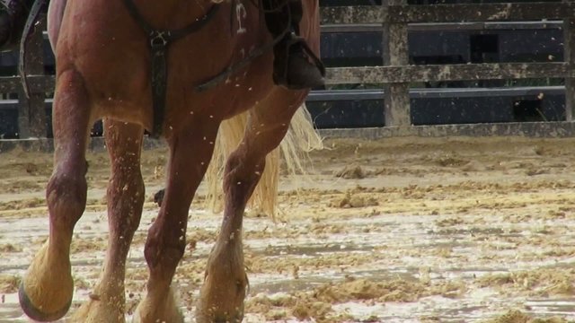 Horseback Riding, Horses, Animals