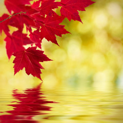 Naklejka na ściany i meble natural background of autumn leaves