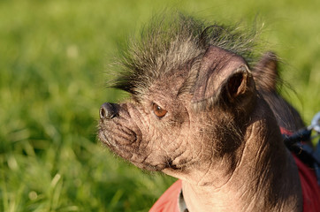 Closeup photo of a hairless dog