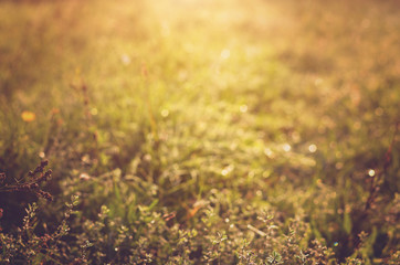 Blurred vintage photo of field at sunset