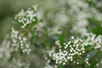 Background of little white flowers blooming bush