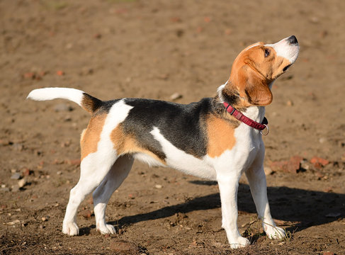 Photo of a Beagle dog in garden