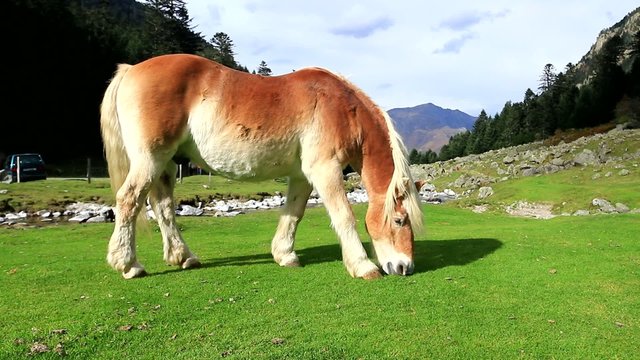 Cheval qui broute