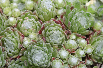 Obraz premium Green stonecrop close up in the summer
