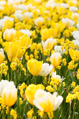 Obraz premium spring garden