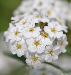 Background of little white flowers blooming bush