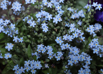 Blue little flowers close up