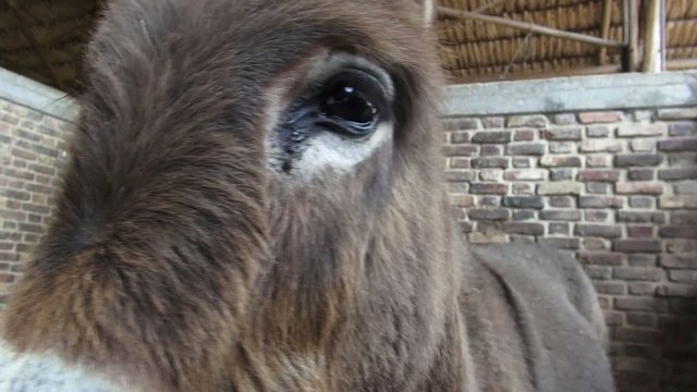 Donkey, Mules, Farm Animals