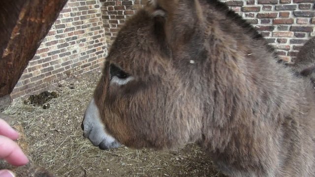 Donkey, Mules, Farm Animals