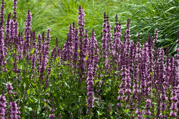 Color flowers