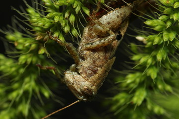 Grasshopper