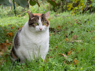 Naklejka na ściany i meble Fat cat. Rather obese domestic moggy in garden.