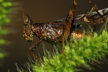 Grasshopper