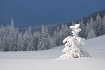 Little tree under snow