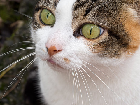 Green eyed tabby, calico pet cat face, closeup.