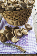 Cesta con setas de cardo silvestres frescas recién recolectadas