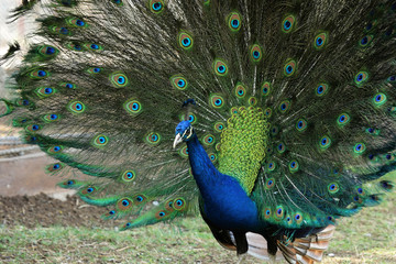 Obraz premium Ein balzender Pfau zeigt seine Schmuckfedern