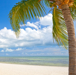 Palm trees on the beach ion Key West Florida