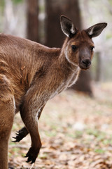 Big male of the western grey kangaroo (Macropus fuliginosus)