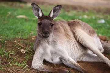 Zelfklevend Fotobehang Kangoeroe De westelijke grijze kangoeroe (Macropus fuliginosus)