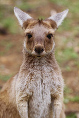 Fototapeta premium The western grey kangaroo (Macropus fuliginosus)