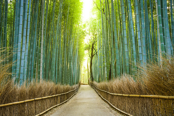 Kyoto, Japon Forêt de bambous