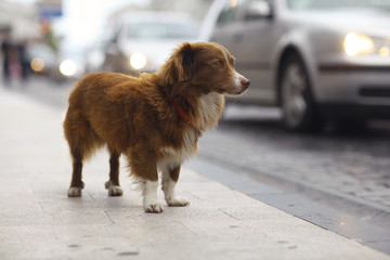 little redhead cute dog on the street - obrazy, fototapety, plakaty