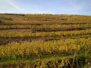 Weinberg im Herbst