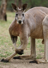 Grand mâle du kangourou roux (Macropus rufus)