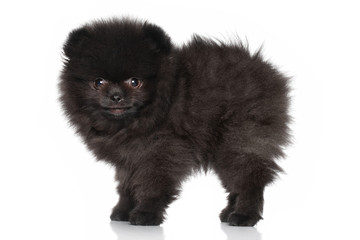 Cute Spitz puppy