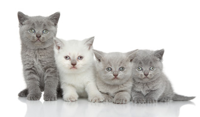 Fototapeta na wymiar British kittens on white background