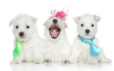 West highland white terrier puppies