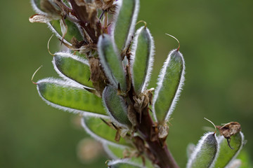 Samenstand einer Lupine