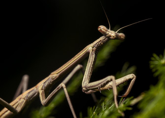 Praying Mantis (Juvenile)