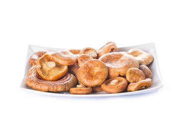 Bandeja de níscalos o lactarius deliciosus aislado en blanco