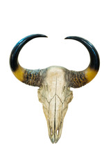 head skull of bull isolated with clipping path