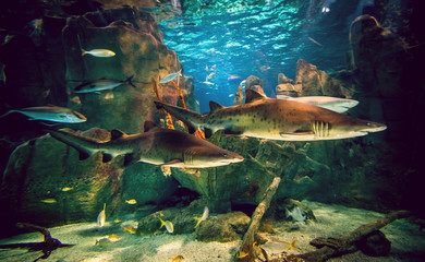 Naklejka premium Two sharks in aquarium