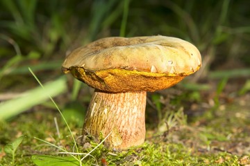 Bolete