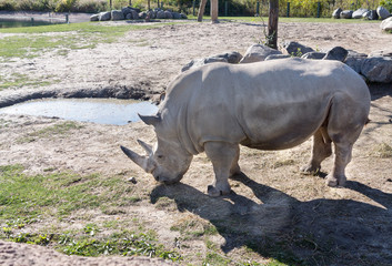 Naklejka premium Rhinoceros in Zoo
